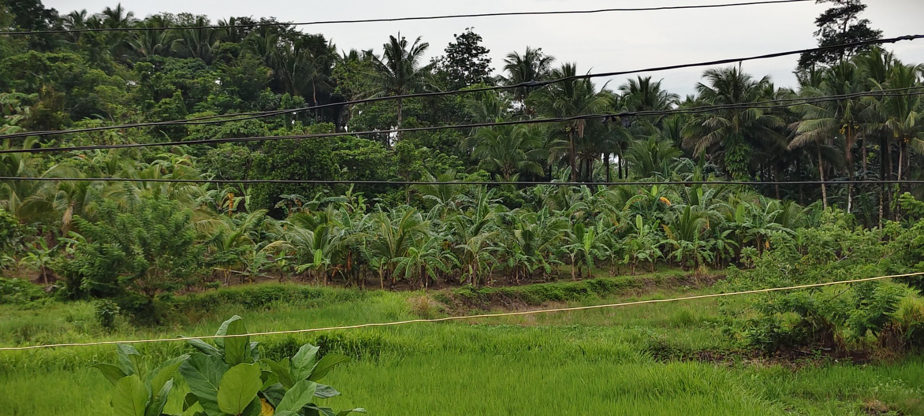 Coconut groves, banana plants, and rice fields